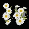 Elegant Flower Embroidered Patches Exquisite Clothes Patches DIY Clothing Applique  Sewing