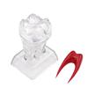 With Base Dental Anatomical Structure Tooth Disintegration Ornaments  Practice Studying Tool