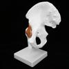 Professional Hip Bone Model Realistic Human Hip Joint Model Hip Joint Teaching Skeleton