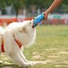 Pet Chew Toy Dot Printing Colorful Webbing Highly Elastic Bite-Resistant Cotton Filling Built-in Bell Noise Making Dog Toy