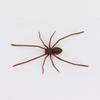 American Style Plastic Spider Decor For Party Gifts And Celebrations