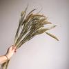 Wabi-sabi Dried Flower Arrangement: Reed, Pine Cones, Cotton, Wheat, Poppy Bouquet