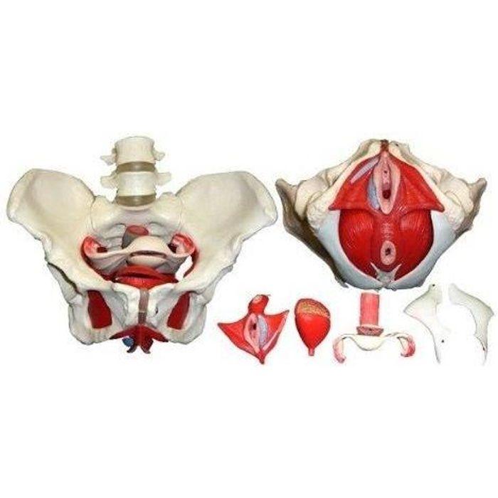 S24.3308 Squelette du Bassin Féminin en 7 parties