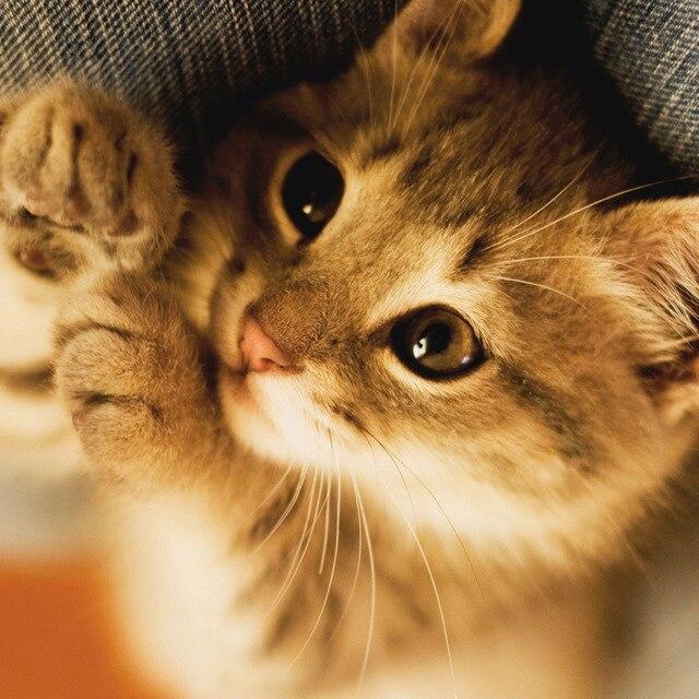 50X50CM 5D DIY Diamond Painting Portrait Girl Dance Full Square Round Mosaic Diamond Rhinestone Picture Woman Home Decor