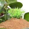 200g Fango di Fiume Stagno Fango Fiori di Loto Stagno Fango Fiore Fertilizzante Ciotola Loto Loto d'Acqua Piante Acquatiche Speciali Terreno Nutriente
