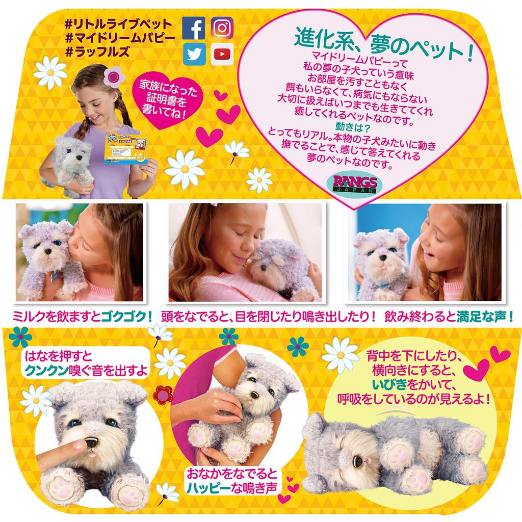 RANGS Japan My Dream Puppy Verlosungen