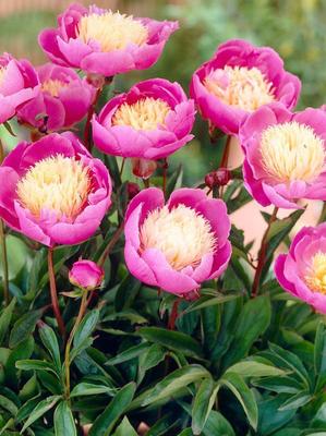 5 PEONY PINK GIRL Seeds-FRESH SEEDS