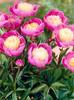 5 PEONY PINK GIRL Seeds-FRESH SEEDS