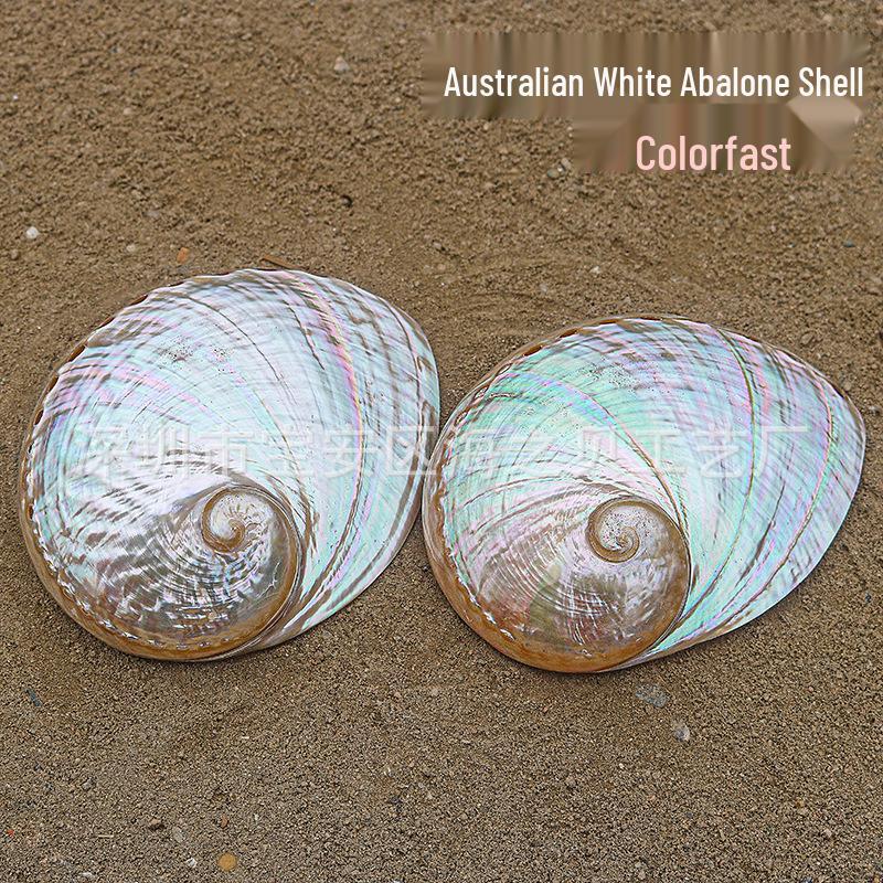 Guscio di Abalone Naturale per Arredamento Casa, Acquari, Paesaggistica e Bruciare Salvia