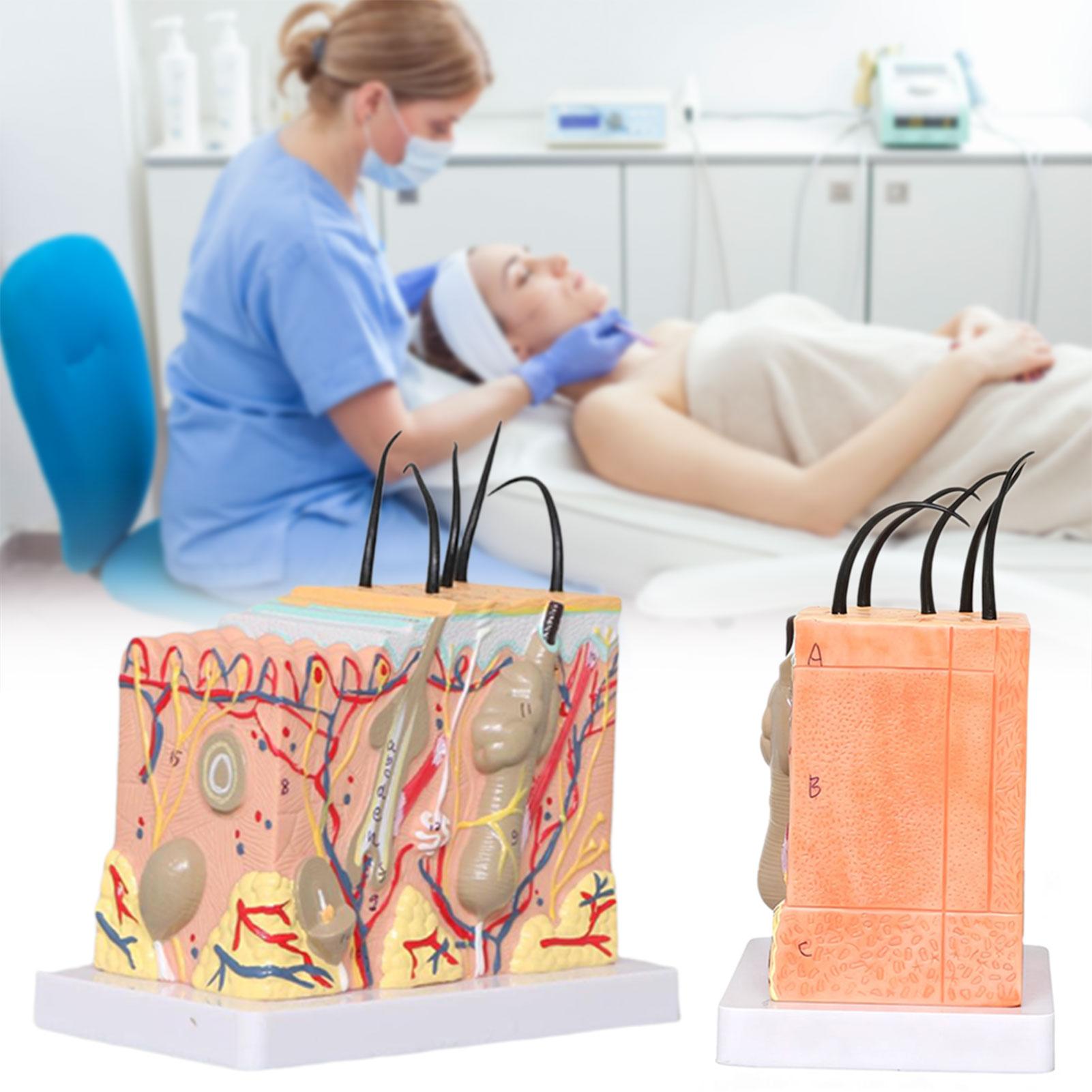 Модель кожи для обучения пластической хирургии, увеличенная реалистичная модель кожи для демонстрации в спа-клинике China Mainland