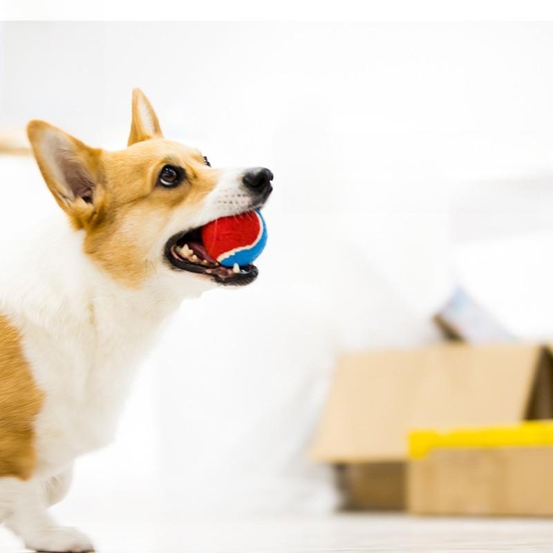 G Ball Rubber Dog Chew Toy Set With Squeaker For Puppies And Small Breeds