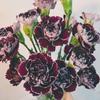 Carnation Fresh Cut Flowers for Teacher's Day, Women's Day, Family Arrangements, and Goddess Day Gifts.