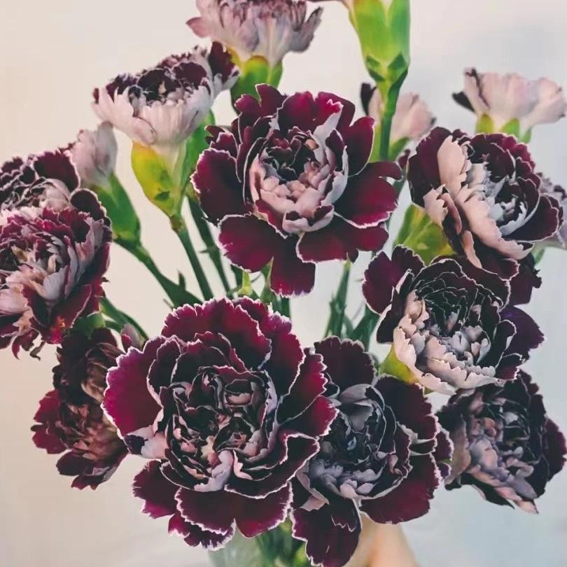Carnation Fresh Cut Flowers for Teacher's Day, Women's Day, Family Arrangements, and Goddess Day Gifts.