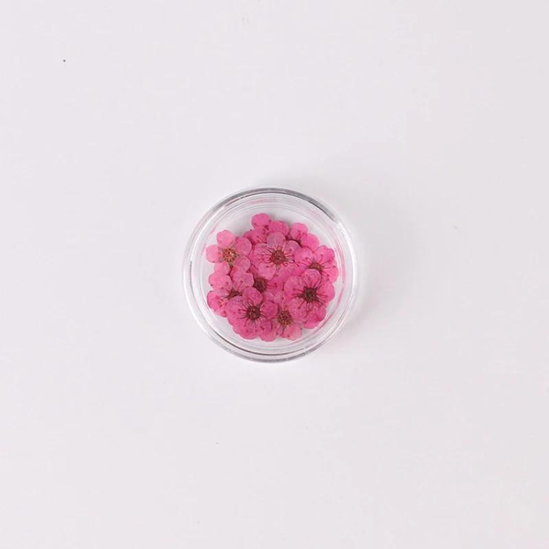 20pcs/Box Nail Art Dried Flowers Spirea Small Plum Narcissus Nail Art Color Mixed Flower Dried Flower Patch DIY Nail Decoration