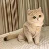 Katzenkleidung Warme Lammfellweste Weich Gemütlich Winter Warm Fleece Sweatshirt Welpen Kätzchen Jacke Mantel Haustier Sphynx Kostüm Pullover