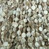 Natural Coral Shell Beads, Two-Row Teeth Size, Jewelry Accessories In Stock