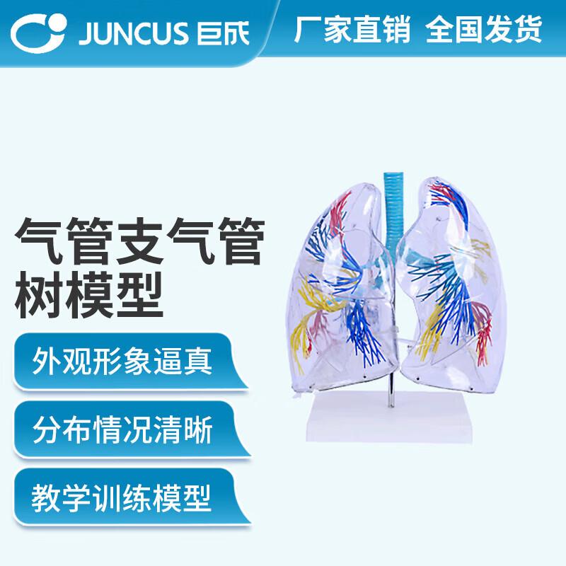 Human Trachea and Bronchial Tree Medical Model