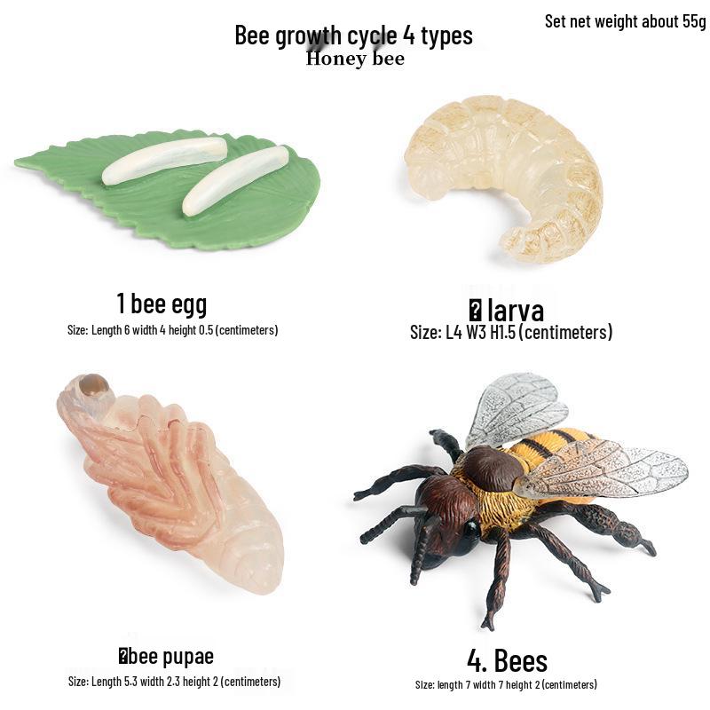 Children's Cognitive Toys: Frog Tadpole Growth Cycle Models