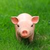 Simulated Animal Pig Figurine Parent-child Farm Toy Plastic Ornament Children's Toy Model Landscape Garden Home Ornament