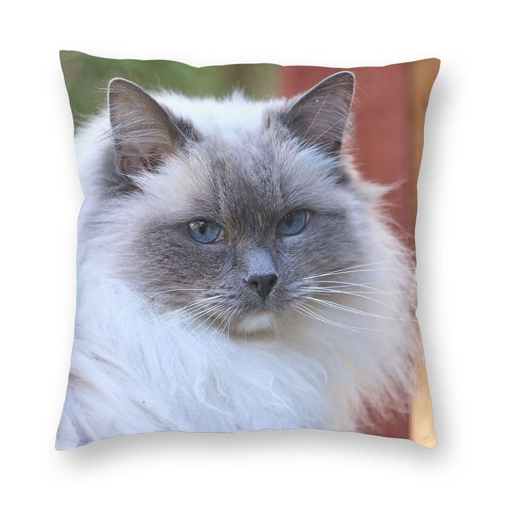 Fluffy Ragdoll Cat Square Pillowcase Polyester Linen Velvet Creative Zip Decor Room Cushion Cover