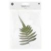 Dried and Pressed Fern Leaf
