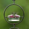 Hummingbird Feeder, Beautiful Hanging Bird Feeder with Circular Metal Frame and Metal Bottle. Hummingbird Feeder