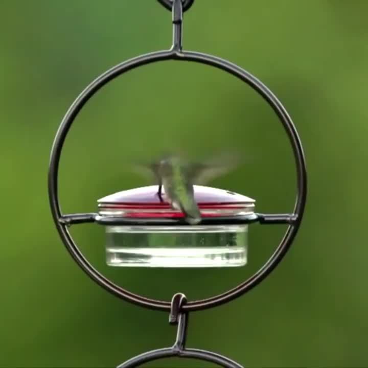 Hummingbird Feeder, Beautiful Hanging Bird Feeder with Circular Metal Frame and Metal Bottle. Hummingbird Feeder