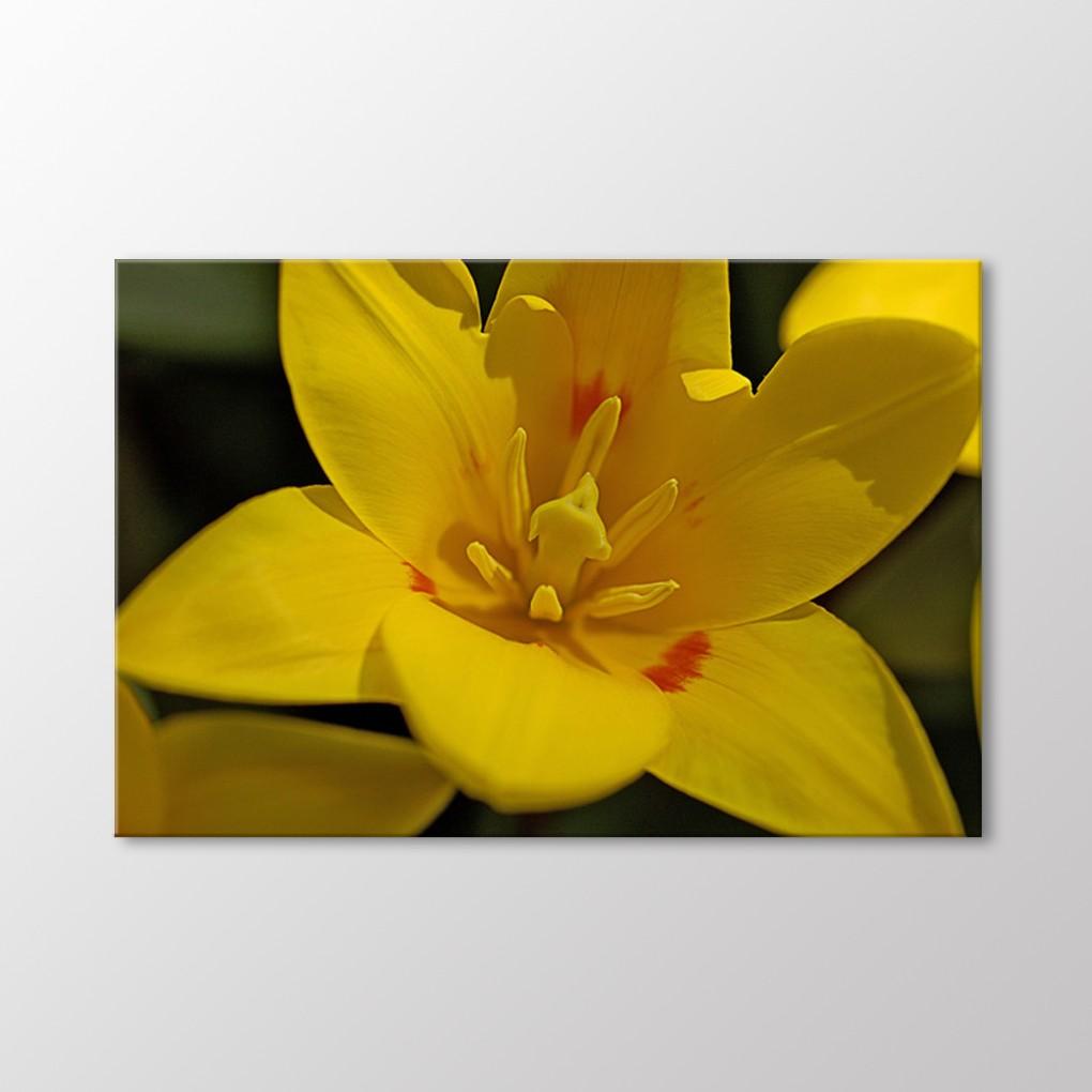 

Желтые тюльпаны