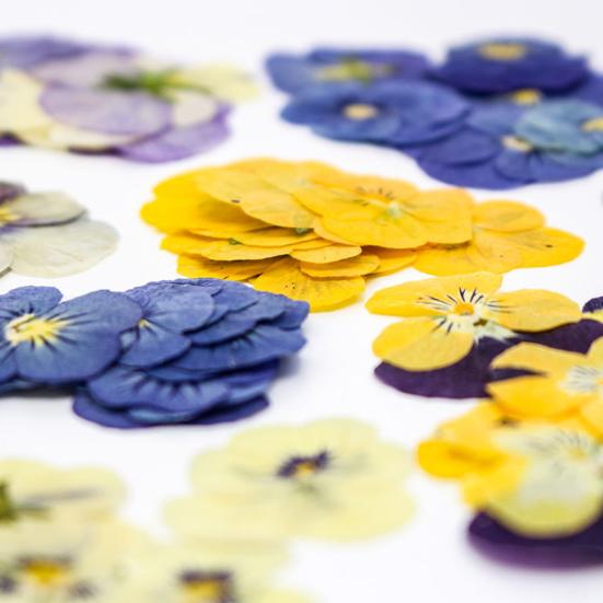 Yousheng 24 Buc. Flori Naturale Presate Uscate DIY Artă Meșteșuguri Topper Tort Decorare Cocktailuri Rășină Bijuterii Scrapbooking Semne de Carte Confecționare Colorat