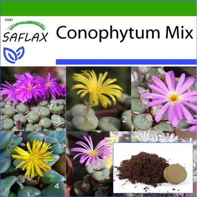 Pietre fiorite / Conophytum Mix - 40 semi - Con substrato da vaso per una migliore coltivazione - Conophytum Mix