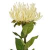Hill Interiors Protea Lorea Stem Artificial Plant