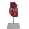 Anatomy Cardiovascular Heart Bypass Model Specimen
