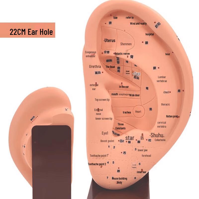 Jiaben Ultra-Clear Ear Acupoint Acupuncture Model