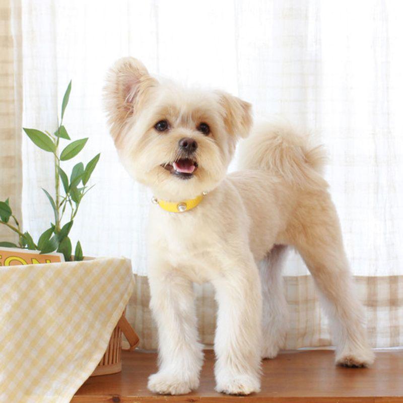 MAISON DE MIU Soft Perlenkragen_Gelb