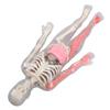 Human Body Model with Removable Organs Bones Glow In The Dark Anatomy Figure Science Kit for Kids Students