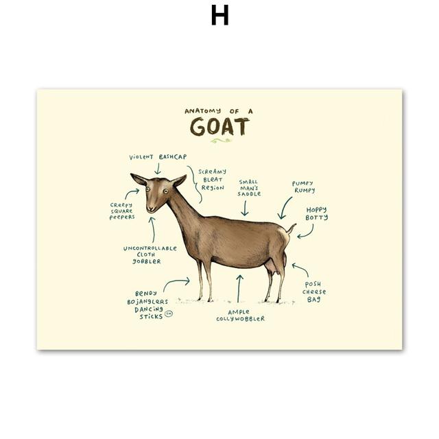 Flamingo Fox Sloth Sheep Animal Anatomy Wall Art Canvas Painting Nordic Posters And Prints Wall Pictures For Living Room Decor No Frame