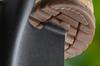 Straight spade, wooden handle, T-Rex