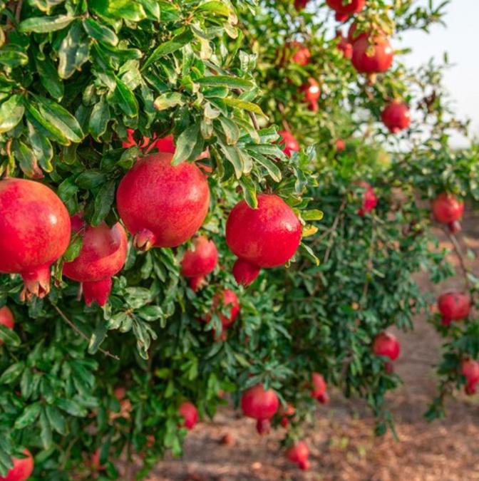 BOTO Deep Pomegranate Collagen Stick 450g