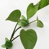 Plant Clips For Climbing Invisible Adhesive Reusable Butterfly Indoor Plant Climbing Fixture Clips For Pothos Clematis Home