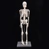 85cm Menneskeskjelettmodell med stativ Biologisk eksperimentverktøy for anatomisk undervisningsbruk