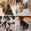 Fashion Big Dog Collar Reflective Adjustable Pet Collars for Small Medium Large Dogs German Shepherd Whippet Pets Accessories