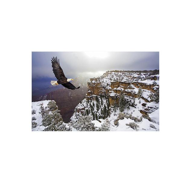 Eagle Flying In The Sky Lerretsmaling Nordic Posters and Prints Wall Art Pictures for Cuadros Living Room Home Decor No Frame