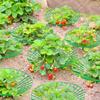 5/10pcs Strawberry Plant Supports with Three Sturdy Legs Provide Protection for Strawberries Against Mold, Rot, and Dirt