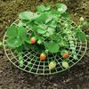 Strawberry Supports Keeping Plant Fruit Stand Vegetable Growing Rack Garden Tools for Protecting Vines Avoid Ground Gardening