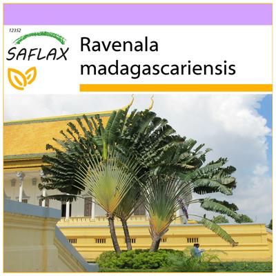 Arbre du Voyageur - 8 graines - Ravenala madagascariensis