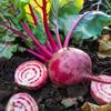 60 Chioggia-rødbetefrø - Semi-vill permakultur