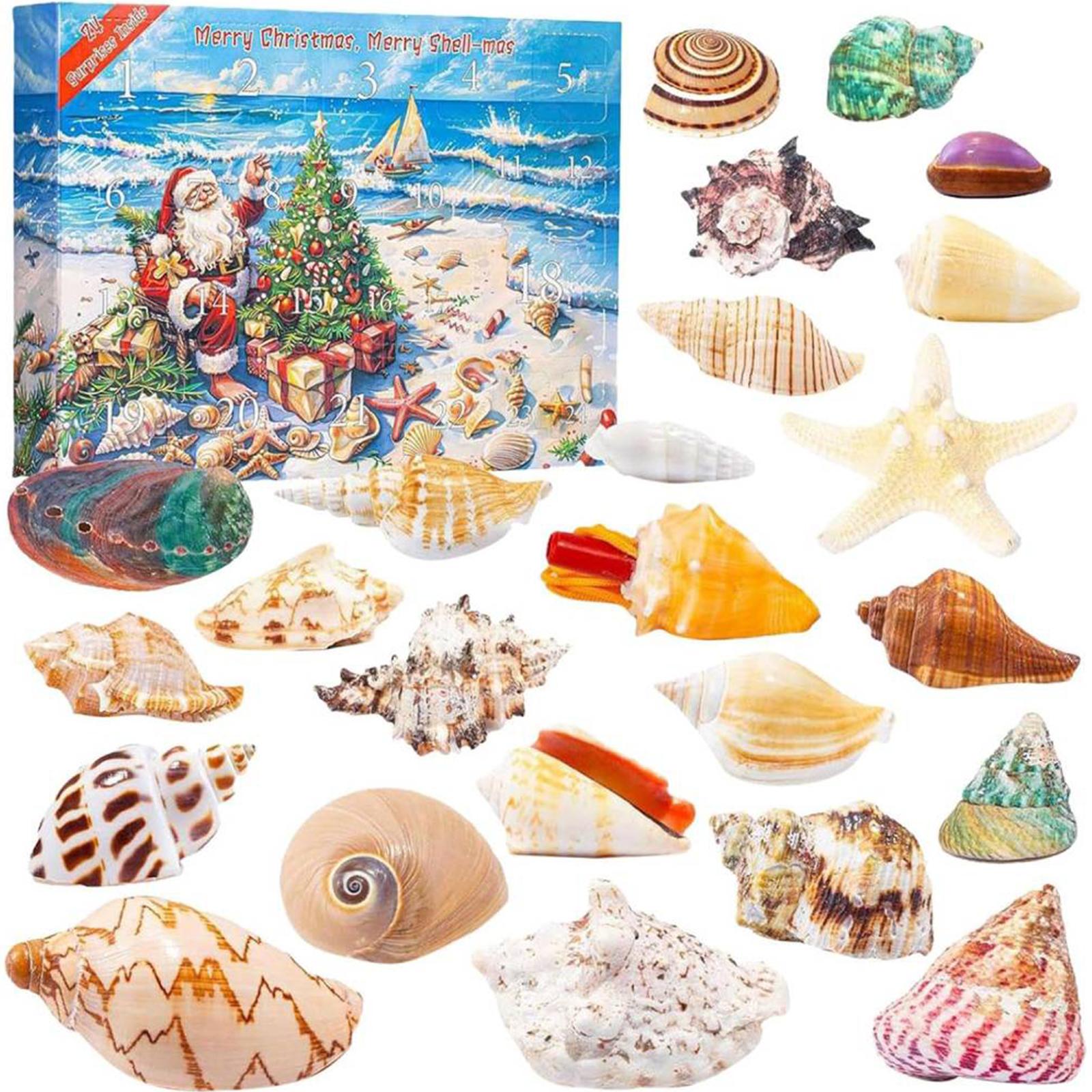 

24 Days Seashells Christmas Countdown Calendar Scientific Seashells Model Educational Tool Xmas Countdown Advent Calendar Gifts 35x25x6cm