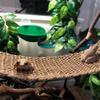 Suction Cup Lizard Hammock Hanging Reptile Mesh Hammock Pet Bed Swing  Pet Resting