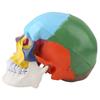 Medical Teach Instrument Coloured Adult Human Skull Anatomical Model with Identification Card