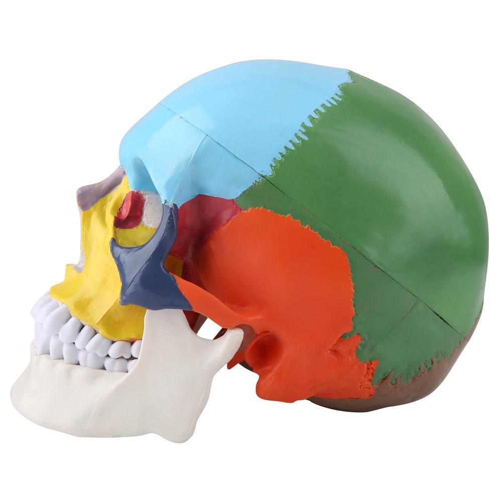 Medical Teach Instrument colorat craniu uman adult Model anatomic cu carte de identificare
